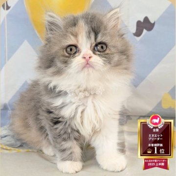 ミヌエット(長足)【埼玉県・女の子・2025年9月16日・ダイリュートキャリコ（ロング）】の写真「長足♡淡いパステルカラーの女の子💕」