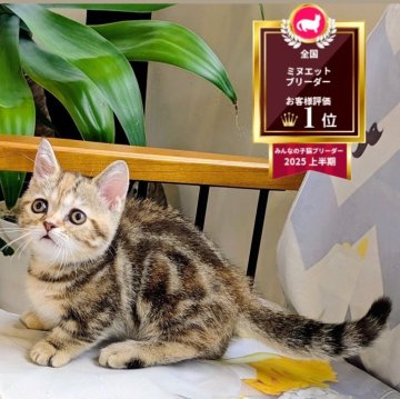 ミヌエット(短足)【埼玉県・女の子・2025年7月7日・ブラウンタビー（短毛）】の写真「短足♡お目々ぱっちりコロコロ丸顔の女の子💕」