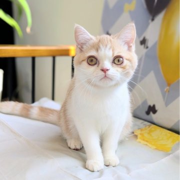 ミヌエット(長足)【埼玉県・男の子・2025年7月5日・クリームタビーホワイト（ショート）】の写真「長足♡遊ぶのが好きな甘えっ子ミヌエットくん💞」