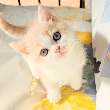 ミヌエット(長足)【埼玉県・男の子・2025年10月12日・クリームタビーホワイトのハチワレ（短毛）】の写真「長足♡真ん丸コロコロのハチワレ柄男の子💕」