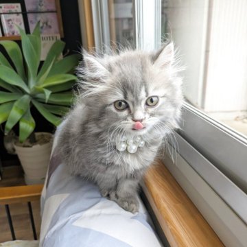 ミヌエット(長足)【埼玉県・男の子・2025年5月24日・ブルータビー（ロング）】の写真「長足🌼キレイなブルー色のほわほわイケメン男の子」