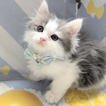 ミヌエット(長足)【埼玉県・男の子・2025年5月24日・ブルーホワイト】の写真「長足🌼キレイな色柄の元気なハチワレ男の子」