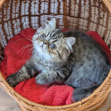 ミヌエット(長足)【埼玉県・男の子・2025年7月5日・ブラウンタビー（セミロング）】の写真「長足♡丸顔が可愛い、超甘えっ子男の子💞」