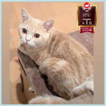 ミヌエット(長足)【埼玉県・男の子・2025年5月24日・クリームタビー（短毛）】の写真「長足🌼キレイなクリーム色のイケメン男の子」