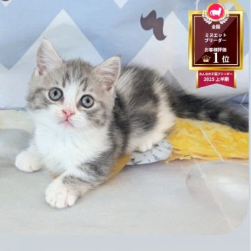 マンチカン(短足)【埼玉県・男の子・2025年9月19日・ブルータビーホワイト（ショート）】の写真「短足♡ぱっちりお目々の丸顔男の子💕」