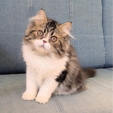 ミヌエット(長足)【埼玉県・男の子・2025年7月5日・ブラウンタビーホワイト（もふもふほわほわのロング）】の写真「長足♡人が好きな甘えっ子ミヌエットくん💞」