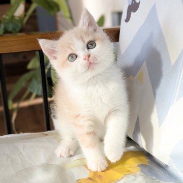 ミヌエット(長足)【埼玉県・男の子・2025年10月12日・クリームタビーホワイトのハチワレ（短毛）】の写真「長足♡真ん丸コロコロのハチワレ甘えっ子男子💕」