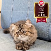 ミヌエット(長足)