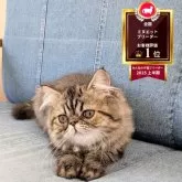 ミヌエット(長足)