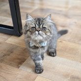 ミヌエット(長足)