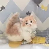 ミヌエット(短足)