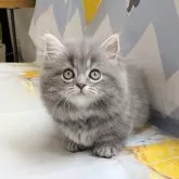 ミヌエット(短足)