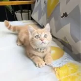 ミヌエット(長足)