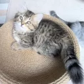ミヌエット(短足)
