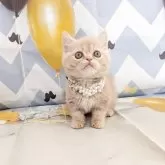 ミヌエット(短足)