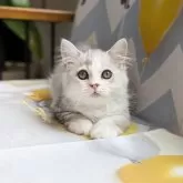 ミヌエット(短足)