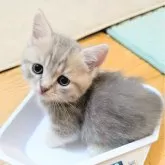 ミヌエット(長足)