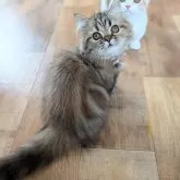 ミヌエット(短足)