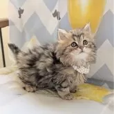 ミヌエット(長足)