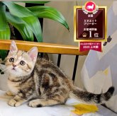 ミヌエット(短足)