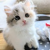 ミヌエット(長足)