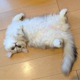 ミヌエット