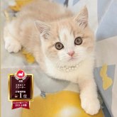 ミヌエット(長足)