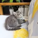 ミヌエット(長足)