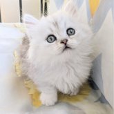 ミヌエット(短足)