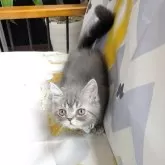 ミヌエット(長足)