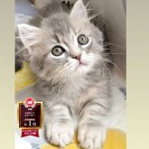 ミヌエット(短足)