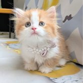 ミヌエット