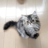 ミヌエット(長足)