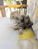 ミヌエット(長足)【埼玉県・男の子・2025年10月18日・ブラウンタビー】の写真7