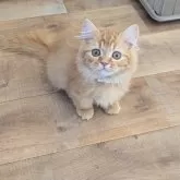 ミヌエット(短足)【埼玉県・男の子・2024年8月28日・レッドタビー】の写真2