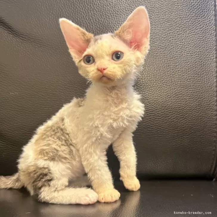 デボンレックス【奈良県・男の子・2025年10月17日・ブルーダービーホワイト】の写真1