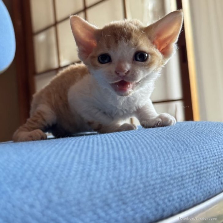ブリーダー画像