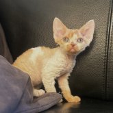 デボンレックス