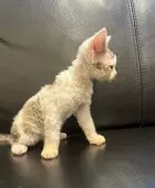 デボンレックス【奈良県・男の子・2025年10月17日・ブルーダービーホワイト】の写真4