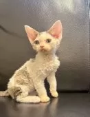 デボンレックス【奈良県・男の子・2025年10月17日・ブルーダービーホワイト】の写真6