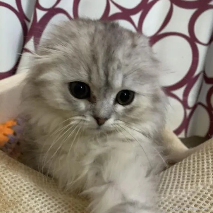 ID:2212-00151の子猫