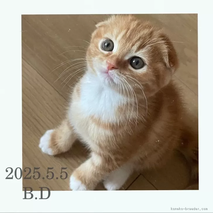 スコティッシュフォールド(折れ耳)【滋賀県・女の子・2025年5月5日・レッドタビー&ホワイト】の写真1