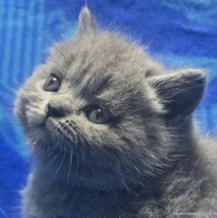 ID：2311-00311の子猫