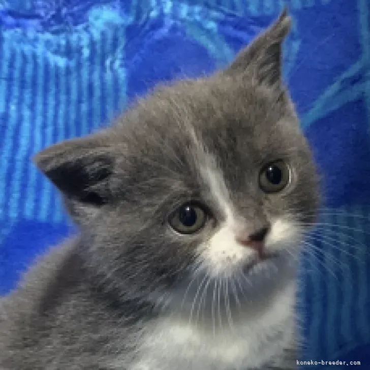 ID:2303-01661の子猫