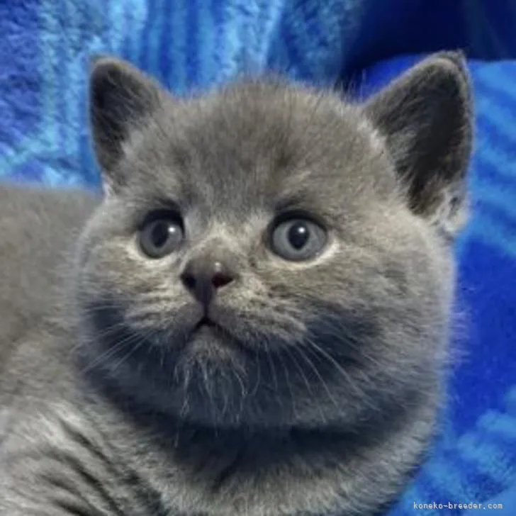 ID：2211-00929の子猫