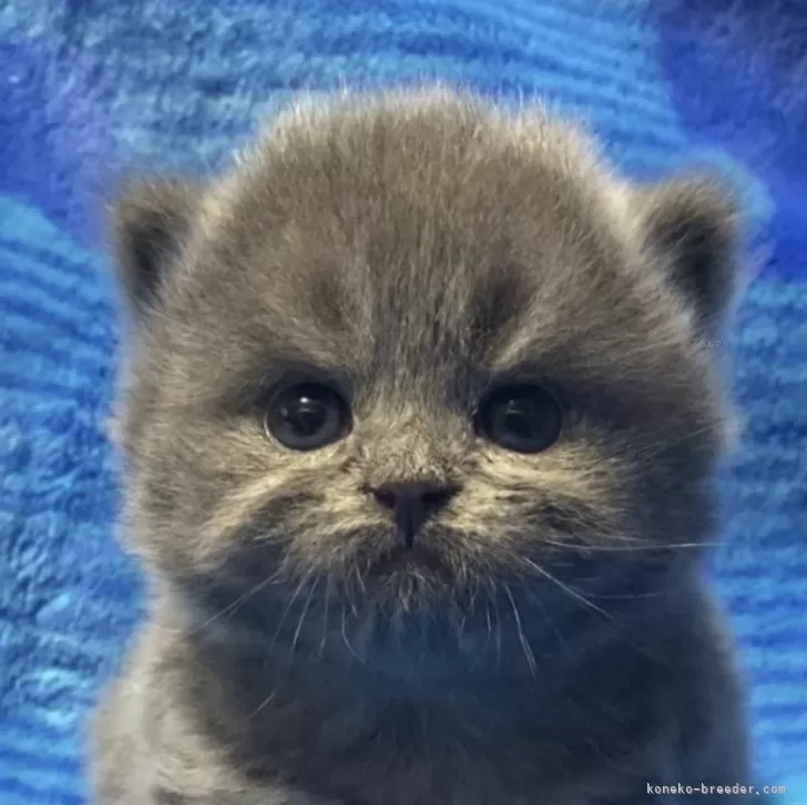 ID:2409-00942の子猫