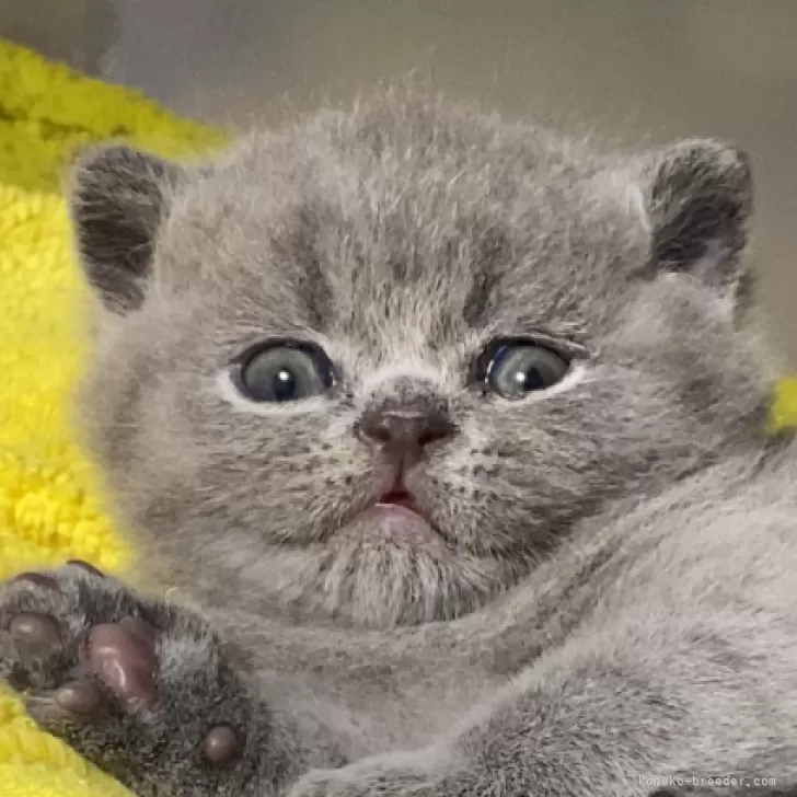 ID：2412-01489の子猫