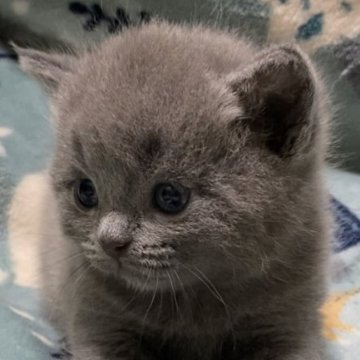 ブリティッシュショートヘア【千葉県・男の子・2023年9月21日・ブルー】の写真「すぐ寄ってきてくれる可愛い子です😊」