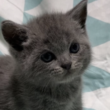 ブリティッシュショートヘア【千葉県・女の子・2023年8月31日・ブルー】の写真「体格も良く、人懐っこい子です😊」