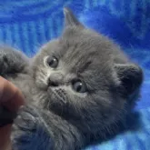 ブリティッシュショートヘア【千葉県・女の子・2023年9月11日・ブルー】の写真2